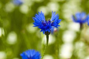 acianos - las flores de acianos fotografiadas por un primer plano. pequeña profundidad de nitidez foto