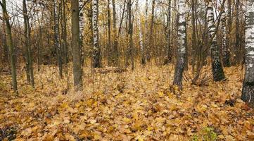 the autumn wood - the trees growing in the wood in an autumn season. on the earth the fallen-down yellow foliage lies photo