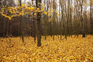 the autumn wood - the trees growing in the wood in an autumn season. on the earth the fallen-down yellow foliage lies photo