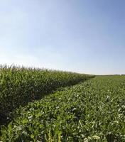 agriculture - an agricultural field on which grow up beetroots. summertime of year photo