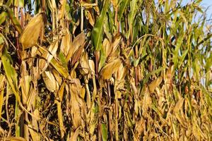 campo agrícola donde el maíz foto