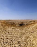 an agricultural field on which reap a crop of cereals photo