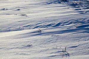 frozen plants, close up photo