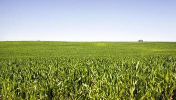 agricultural landscape with rows of green corn photo