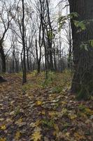 different plants during the autumn season photo