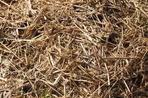 dense stacks of straw photo