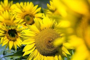 sunflowers are grown photo