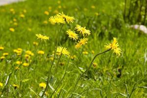 field with dandelions photo