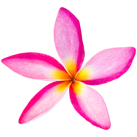flores tropicales frangipani aisladas png