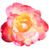 Sweet pink rose flower, closeup