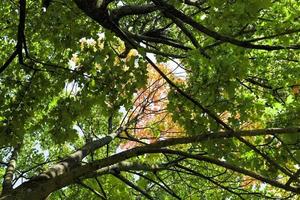 árboles de arce durante el otoño foto
