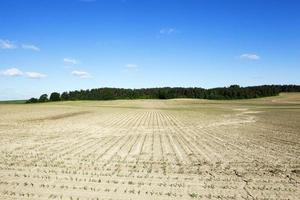 Corn field, summer photo