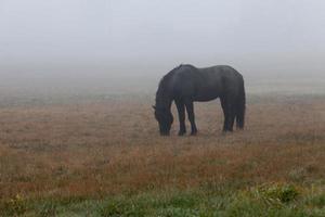 un caballo negro caminando en la niebla foto