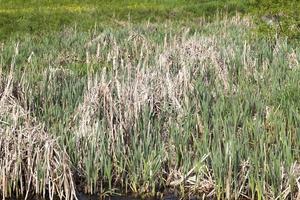 lago de primavera, primer plano foto