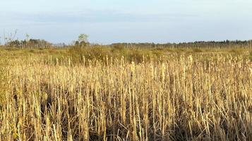 swamp and reeds, autumn photo