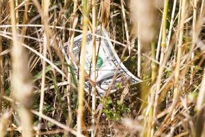 green and yellow oats photo