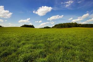 unripe cereals - an agricultural field on which grows green unripe cereals photo