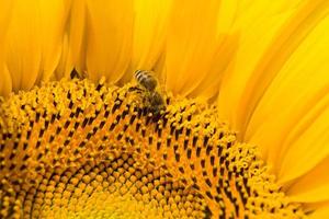 sunflower during insect pollination photo