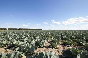 Field of cabbage, spring photo
