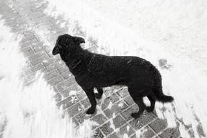 Homeless black dog photo