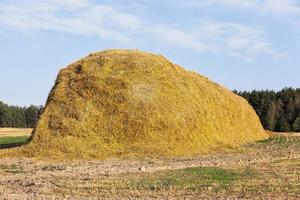 stubble after harvesting wheat photo