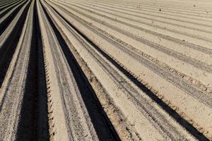 agricultural field with furrows photo