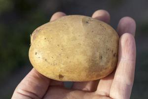 agricultural field where potato crop photo