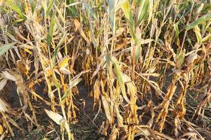 yellowed ripe corn photo