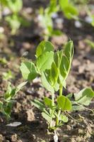 young green peas photo