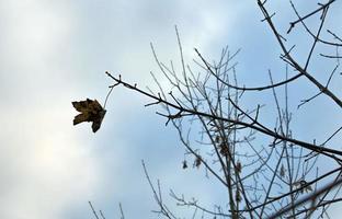 detalles y características de la temporada de otoño. foto