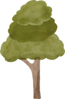 albero carino acquerello png