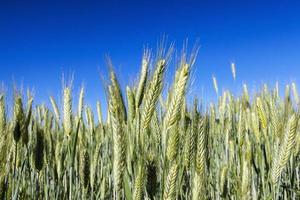 Field with cereal photo