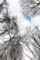 trees covered with snow photo