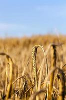 campo de trigo, primer plano foto