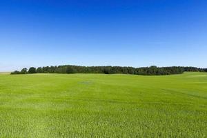 campo con cereal foto