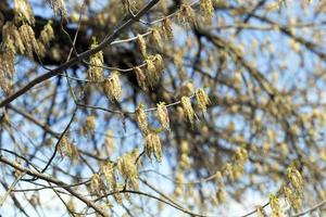 flowering maple tree photo