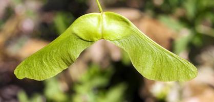 green maple seeds photo