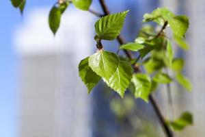 Young leaves of birch photo