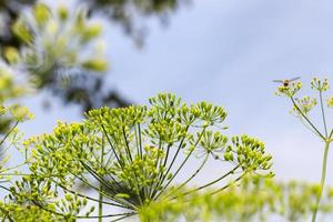 green dill in a field photo