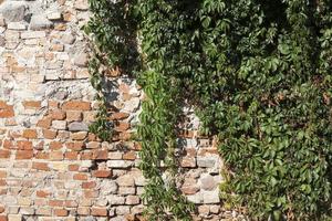 old brick wall ivy photo