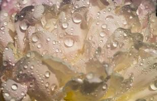 white peony, close up photo