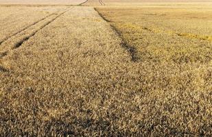 campo agrícola, primer plano foto