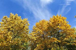 yellowed maple trees in autumn photo