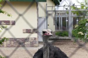 cabeza de avestruz en el zoológico foto