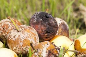 manzanas podridas, primer plano foto