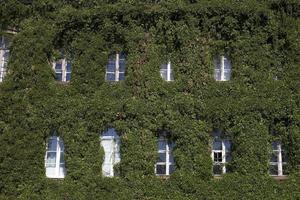 old building covered with ivy photo