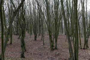 trees in autumn forest photo