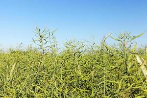 Field with cereal photo