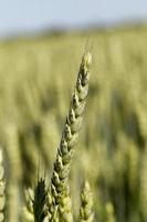 unripe ears of wheat photo