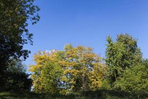 colorful deciduous trees in the forest autumn photo